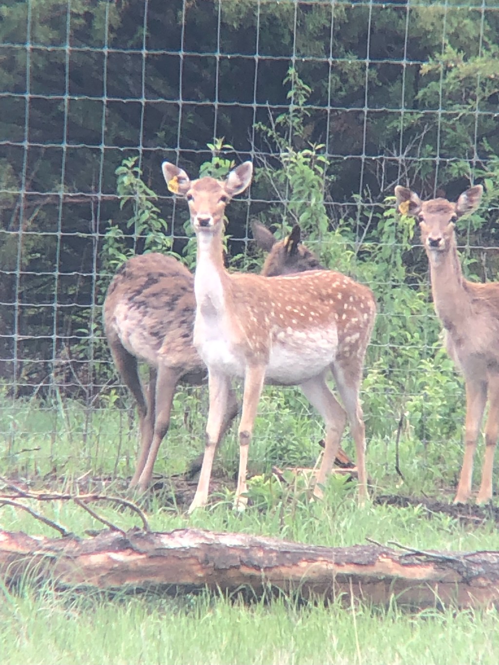 Can you guess when our first fawn will be&nbsp;born?….