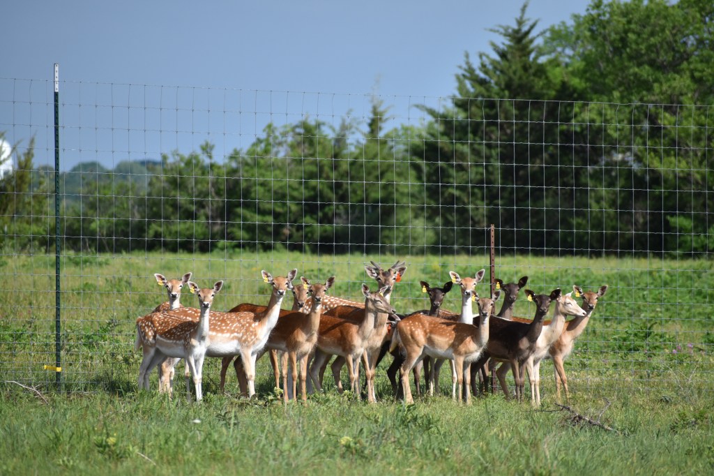 The Fallow Deer&nbsp;Venture